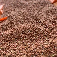 بادام زمینی|خوردنی و آشامیدنی|تهران, هرندی|دیوار