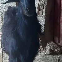 قوچ قزل|حیوانات مزرعه|آسارا, |دیوار