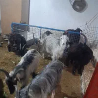 بره نر|حیوانات مزرعه|رباط‌کریم, رباط‌کریم|دیوار