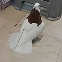 طوقی سرخ کاکلی دستی قر قرو خوشگل