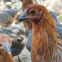 مرغ تخمگذار