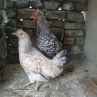 مرغ رسمی|حیوانات مزرعه|ری, حمزه‌آباد|دیوار