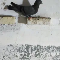 آبادانی