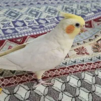 عروس هلندی ماده