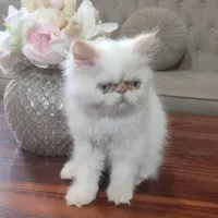 بچه گربه پرشین
