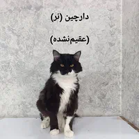 واگذاری چهار تا پیشی ناز خانگی|گربه|تهران, هاشمی|دیوار