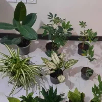 ۱۰ عدد گل فقط تا فردا