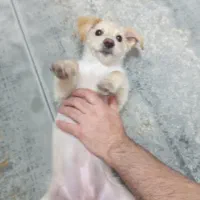 ویلو آماده واگذاری|سگ|تهران, شهرک صدرا|دیوار