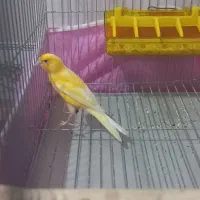 ۵ تا جوجه قناری نر