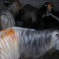 بزغاله|حیوانات مزرعه|دزفول, |دیوار