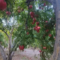 فروش انار اشکفتو|خوردنی و آشامیدنی|رستاق, |دیوار