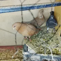 یک جفت جوجه کبوتر مخملی نوک جمع