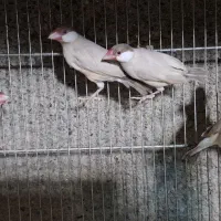 فنچ نرگسی|پرنده|شهریار, کرد امیر|دیوار