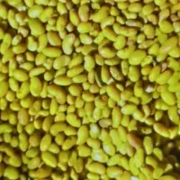 بذر یونجه محلی نژاددار،اصیل بمی و نیکشهری