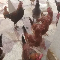 خروس وباروک