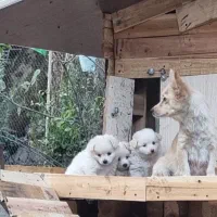 نژاد پامر جیبی و پامر معمولی