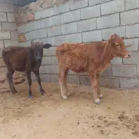 گوساله نرماده باب داشت