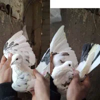 کبوتر تکپر|پرنده|خان ببین, |دیوار