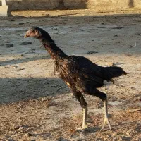 مرغ و خروس لاری