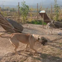 سگهای نگهبان سراب پژدر|سگ|علی‌آباد کتول, |دیوار