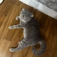 اسکاتیش ماده عقیم نشده