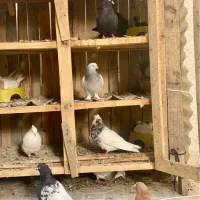 قفس چوبی جفت کن|لوازم جانبی حیوانات|ایلام, |دیوار