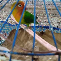 طوطی  برزیلی خوشگل ناز