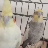 عروس هلندی رو تخم