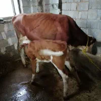 گاو سمینتال شرابی با گوساله ماده شرابی