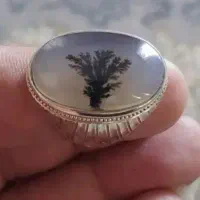 انگشتر شجر تک درخت زیبا