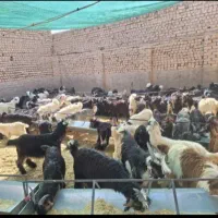 کهره|حیوانات مزرعه|جهرم, |دیوار