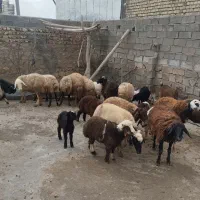 میش وبره|حیوانات مزرعه|کوهدشت, |دیوار