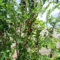 باغچه ۱۰۰۰متری|فروش خانه و ویلا|سیاخ دارنگون, |دیوار