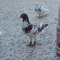 پرنده.کبوتر