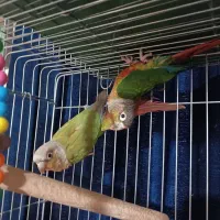 پرنده برزیلی|پرنده|ری, فیروزآبادی|دیوار