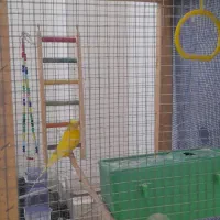 مرغ عشق|پرنده|ایلام, |دیوار