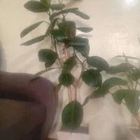 یک عدد گل فیکوس زیبا