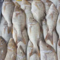 خبر داری ماهی ارزان شده