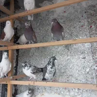 کفترعالی به شرط کاشانی اصیل فقط تماس پاسخگوهستم