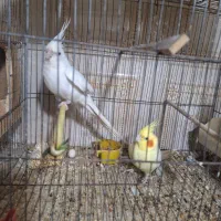 عروس هلندی|پرنده|اهواز, کیانپارس |دیوار