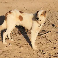 سگ دو سال|سگ|طبس, |دیوار