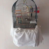عروس هلندی و. گرینچیک