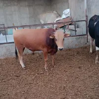 گوساله چاق