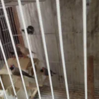 فنچ کرواتی|پرنده|آزادشهر, |دیوار