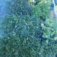 شتیل گوجه‌ فلفل خرچابادمجان خربزه‌هندوانه توت‌فرنگ
