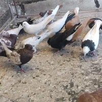 کبوتر بوم همه به شرط|پرنده|الوند, |دیوار