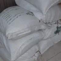 برنج فجر شمال