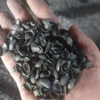 کربن پسته