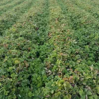 نهال توت فرنگی سابرینا نی ۱۰میلیون|خدمات باغبانی و درختکاری|خان ببین, |دیوار