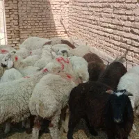 بره نر چاق گوشتی ۷۵۰